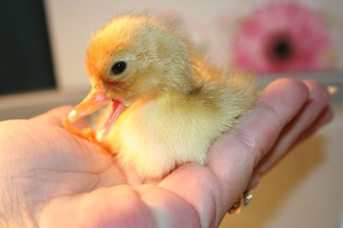 2832_duckling1a_010.jpg