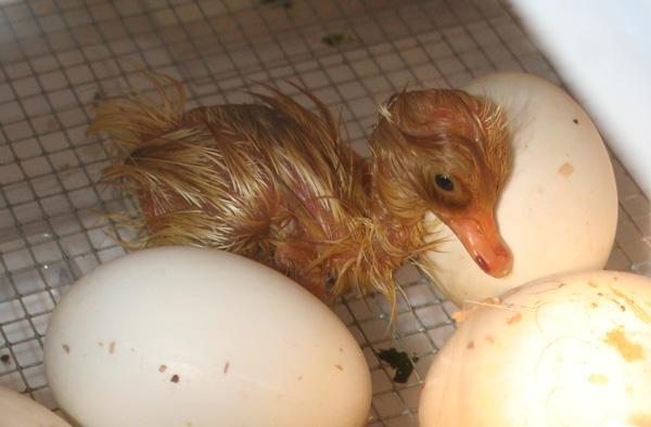 2832_duckling1hatched.jpg