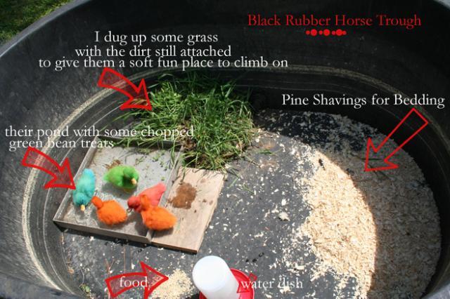 2832_ducklingsoutdoorhome.jpg