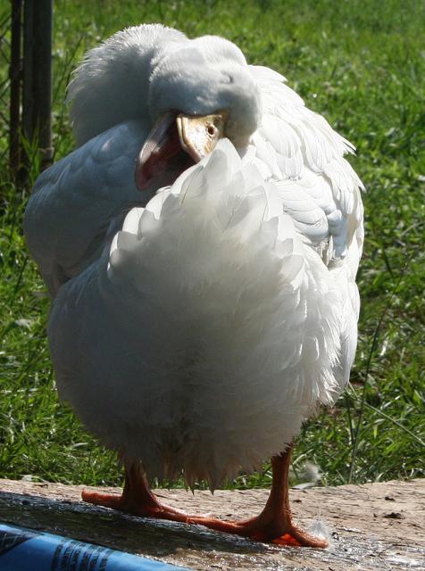 2832_mammaduckpreens.jpg