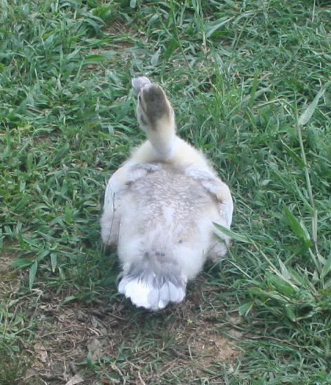 2832_scooterfeathering.jpg