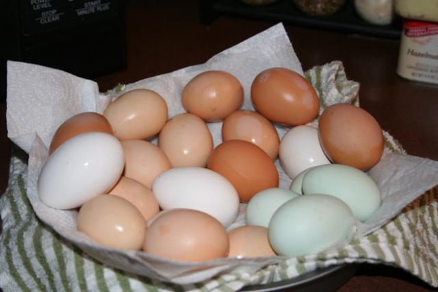 2832_todayseggssofar.jpg