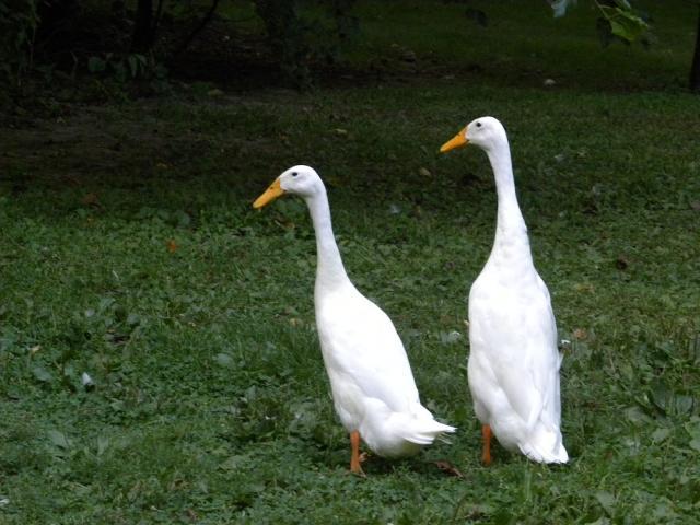 28352_4f539d1f2d1f612d45df2da0ce2d352b0a33d1f2healt9.jpg