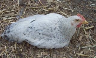 28357_delawarechick.jpg