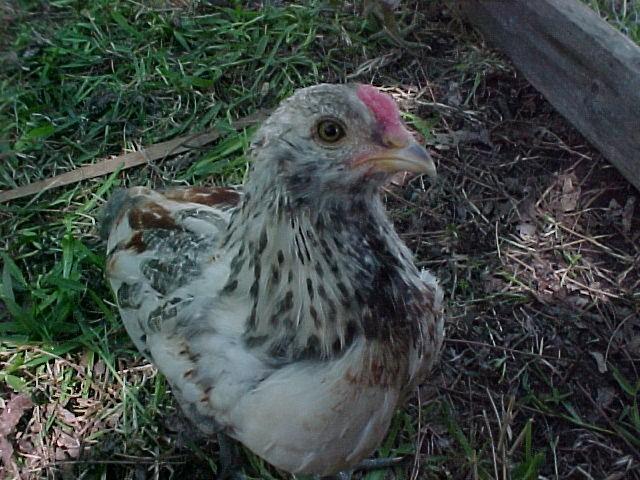 28388_a_chick_named_jethro.jpg