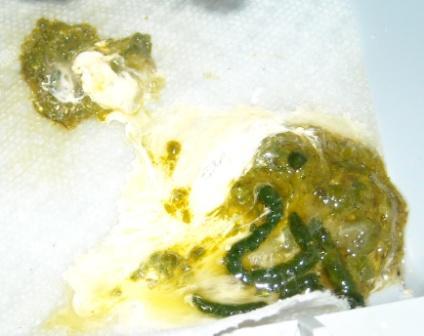 28416_gabriella_poop-web_7-29-09.jpg
