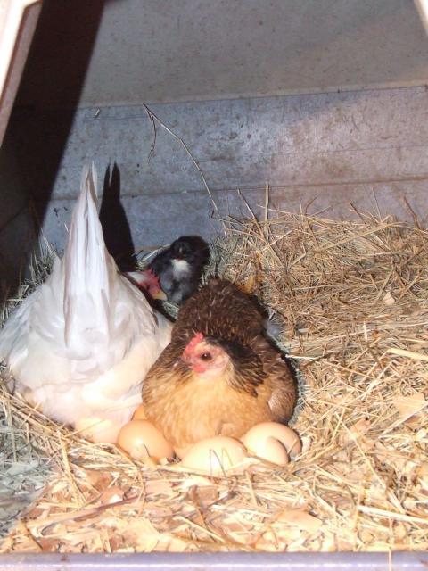 28418_chickens_t-ball_002.jpg