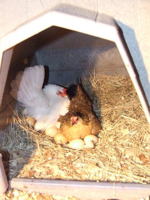 28418_chickens_t-ball_004.jpg