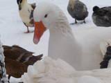 28423_goose.jpg