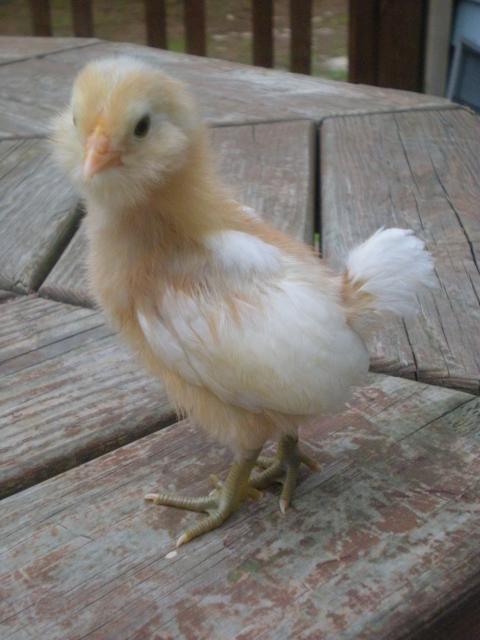 28423_new_chicks_keets_and_duckling_002.jpg