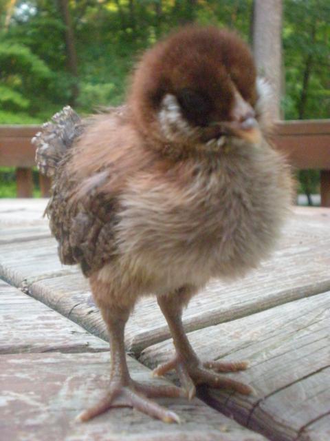 28423_new_chicks_keets_and_duckling_005.jpg
