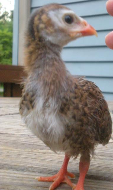 28423_new_chicks_keets_and_duckling_008.jpg
