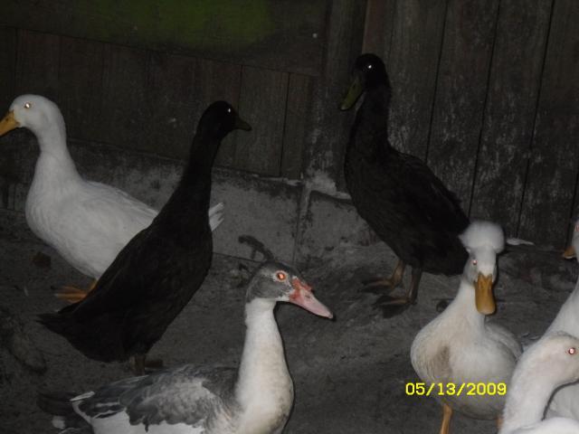 28434_sdc11232.jpg