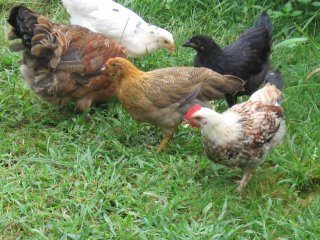 2843_barnyard_chickens_025.jpg