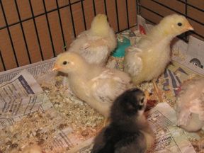 28442_del_chicks.jpg