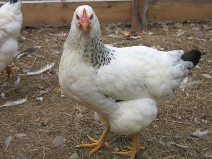 28442_delaware_hen_2.jpg