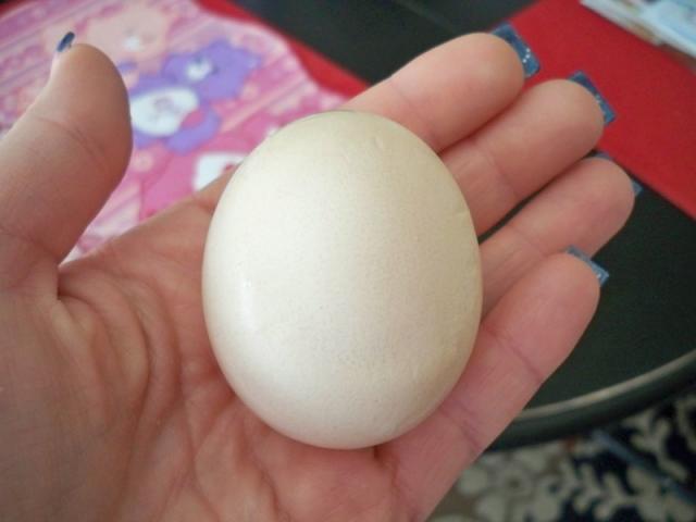 28446_deformed_egg_1.jpg