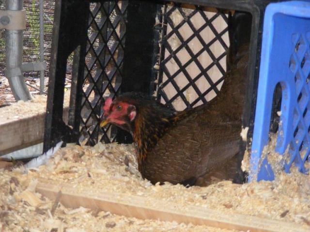 28464_chickens072110_009.jpg