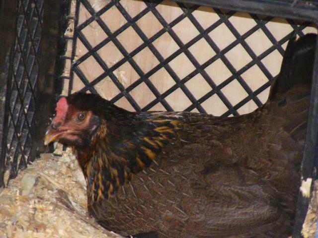 28464_chickens072110_011.jpg