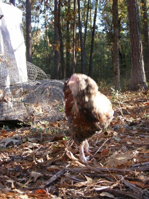 28464_chickens12042010_010.jpg