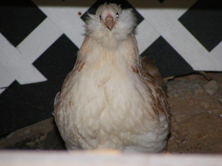 28464_chickens12042010_017.jpg