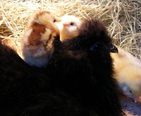 28464_chickens_01012011_031.jpg