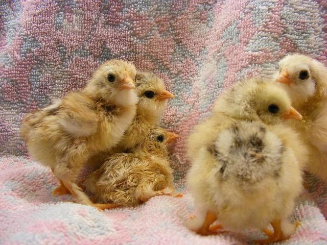 28464_shinerchicks090610_004.jpg