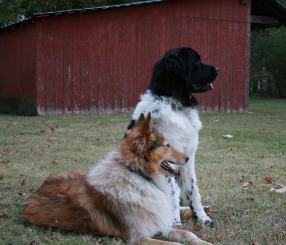 28480_farmdogs.jpg