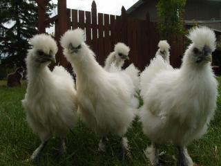 28483_silkies_058.jpg