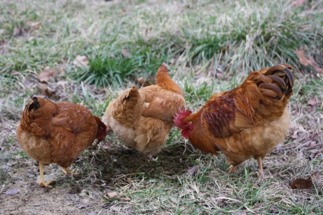 28493_chik3.jpg