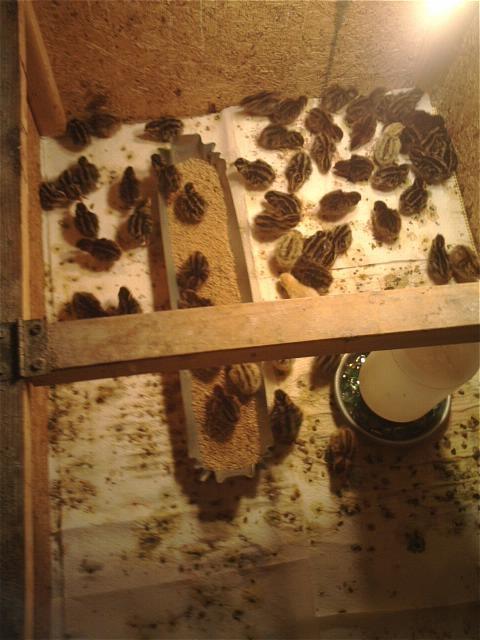 28493_quail_hatch.jpg