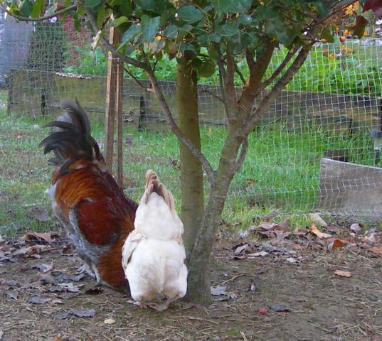 28521_25octtablepreviewducks_032.jpg