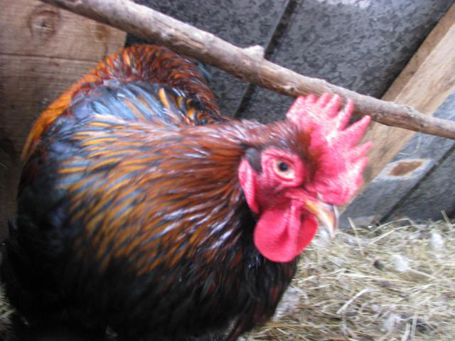 28521_chickens12jan09_059.jpg
