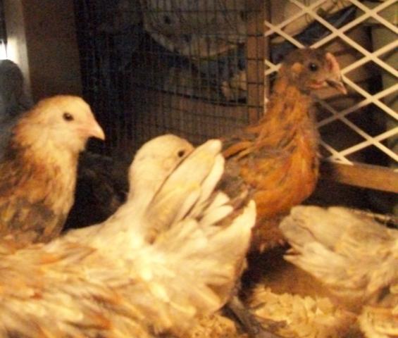 28521_chickenventory_080.jpg