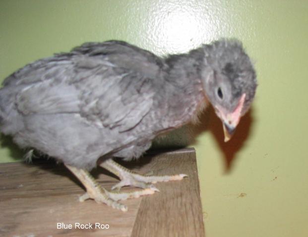 28521_chicks13jan09_007.jpg