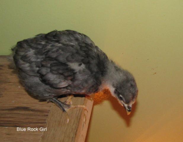28521_chicks13jan09_014.jpg