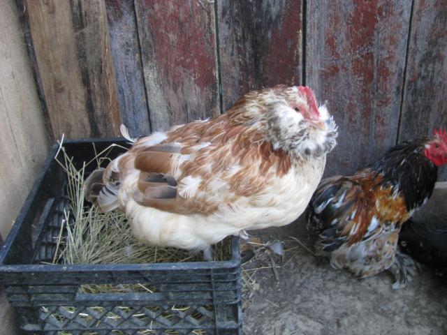28521_chicks_009.jpg