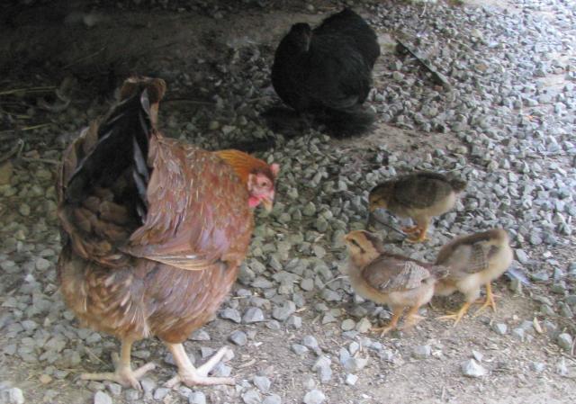 28521_chicks_026.jpg