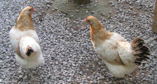 28521_chicks_030.jpg