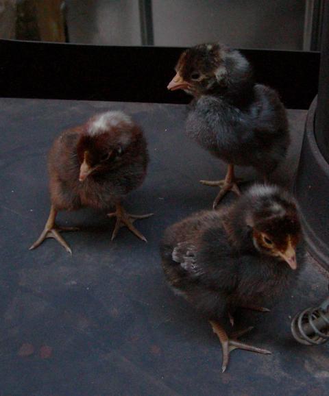 28521_cuckoobabies_044.jpg