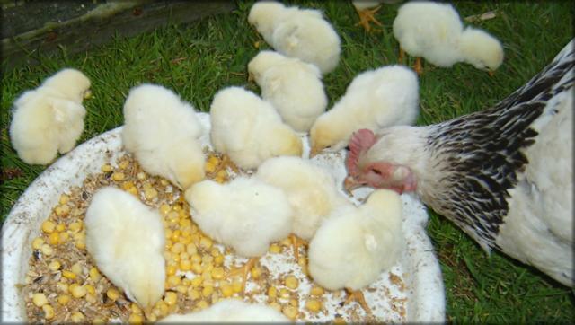 28521_light-sussex-chicks.jpg