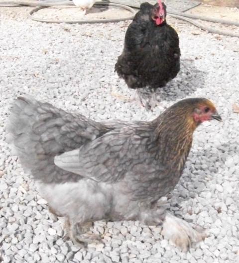 28521_morebirds_078.jpg