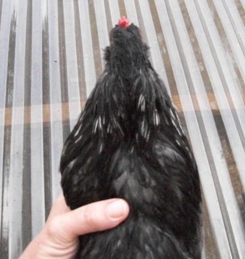 28521_newwheatens_061.jpg