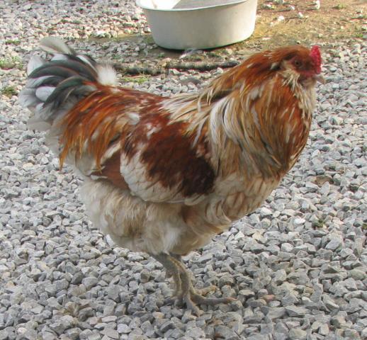 28521_orloffsbroodywellie_030.jpg