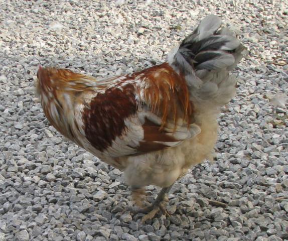 28521_orloffsbroodywellie_031.jpg