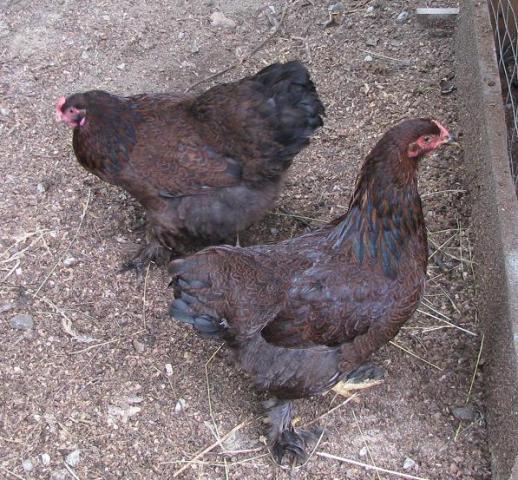 28521_partridgehens.jpg