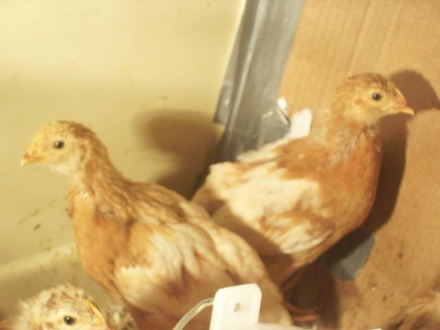 28535_chicks09_012.jpg