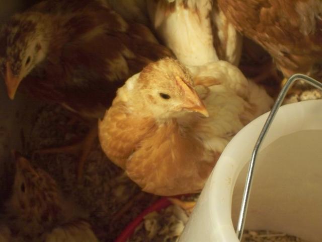 28535_chicks09_014.jpg