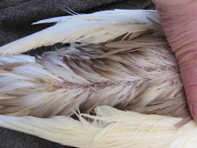 28584_angels_oil_gland_area_012.jpg