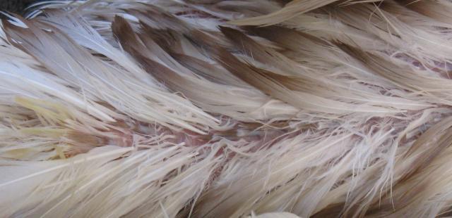 28584_angels_oil_gland_close_up_012.jpg